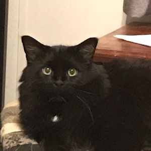 Meet your Posher, Tricia